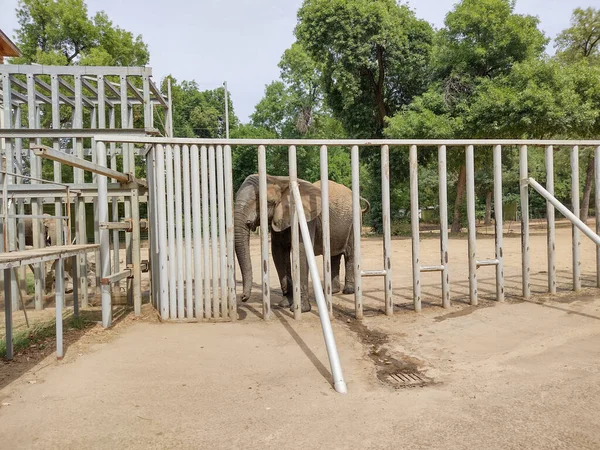 African Elephant Zoo Summer — 스톡 사진