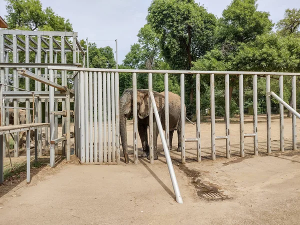 Африканский Слон Зоопарке Летом — стоковое фото