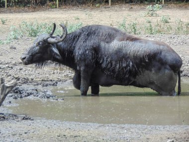 a buffalo stands in the water in summer