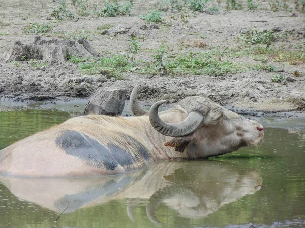 Buffalo Stands Water Summer — Stockfoto