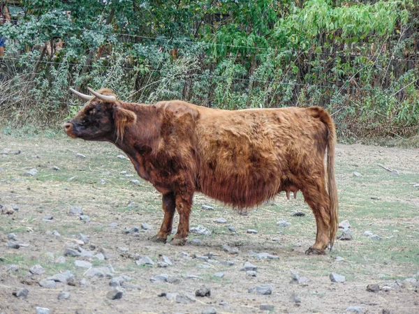 Αγελάδα Του Χάιλαντ Καλοκαίρι Ζώο — Φωτογραφία Αρχείου