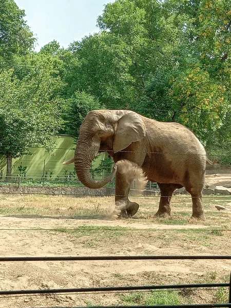 African Elephant Zoo Summer — Stockfoto