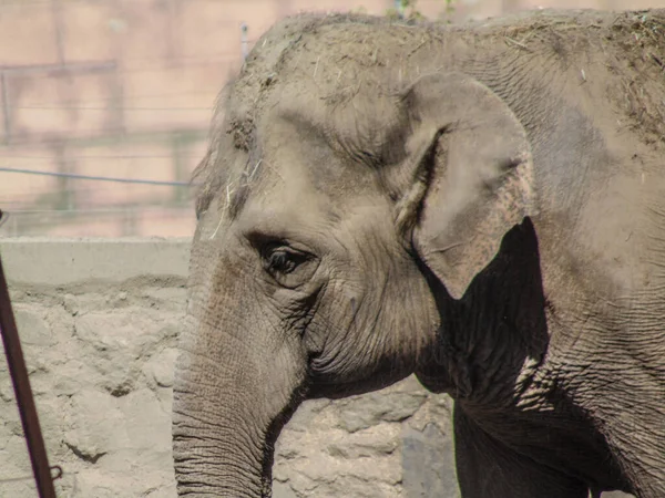 Азиатский Слон Зоопарке Летом — стоковое фото
