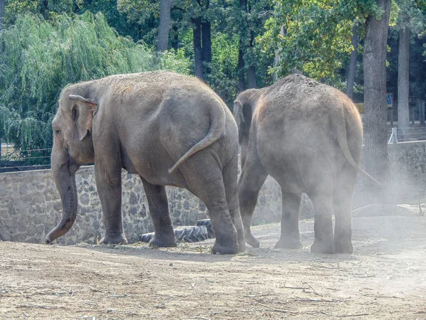 Два Азиатских Слона Зоопарке — стоковое фото