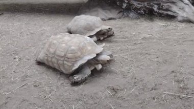 two african spurred tortoise. Video with tortoise