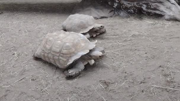 Two African Spurred Tortoise Video Tortoise — Stockvideo