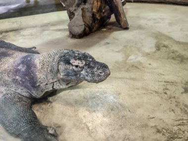 Komodo dragon at the zoo