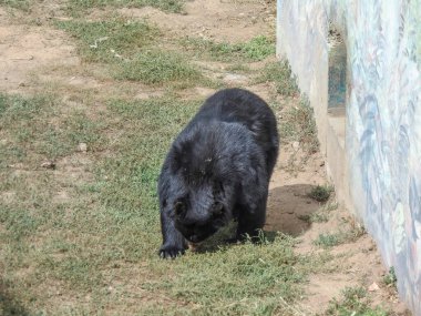 Yazın gözlüklü ayı
