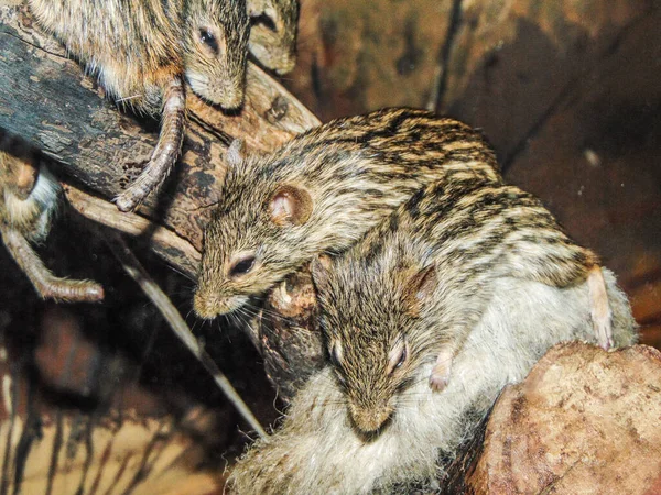 Group Barbary Striped Grass Mouse — Stock Fotó