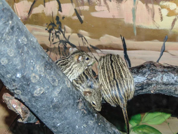 Group Barbary Striped Grass Mouse — Stock Fotó