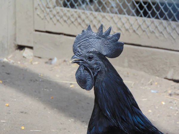 Ayam Cemani Black Rooster Zoo Summer Gallus Gallus Domesticus — Fotografia de Stock