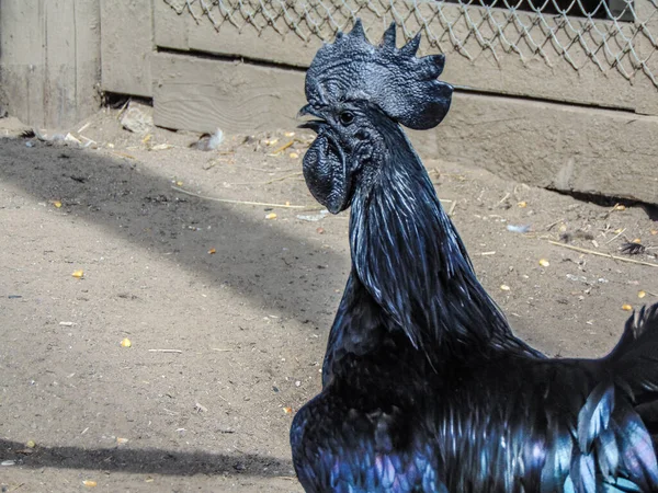 Ayam Cemani Black Rooster Zoo Summer Gallus Gallus Domesticus — Stockfoto
