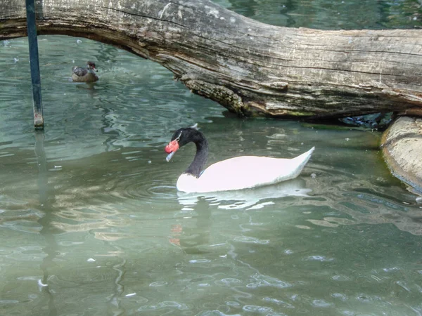 Black Necked Swan Cygnus Melancoryphus Water — Fotografia de Stock