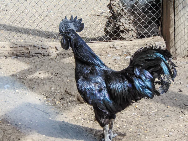 Ayam Cemani Black Rooster Zoo Summer Gallus Gallus Domesticus — Fotografia de Stock