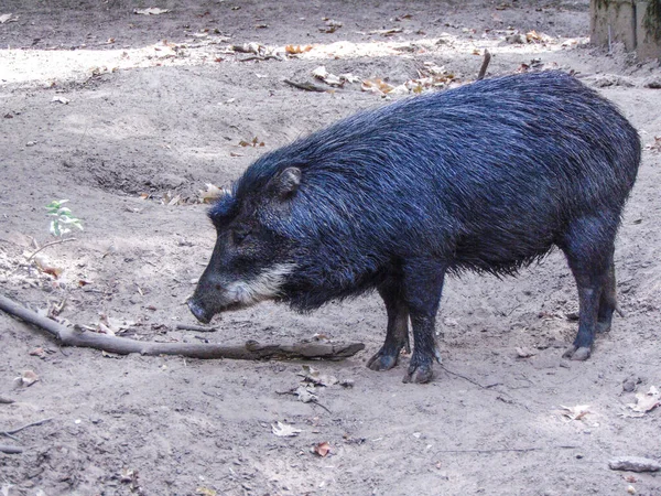 Peccary Pig Zoo Summer — Stock fotografie