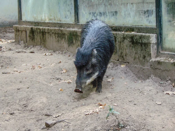 Peccary Pig Zoo Summer — Fotografia de Stock