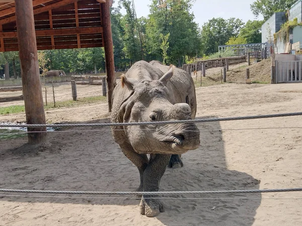 Indian Rhinoceros Zoo Summer — Stock Photo, Image