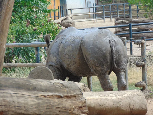 Rhino Seen Zoo — Stockfoto