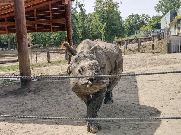 Индийский Носорог Зоопарке Летом — стоковое фото