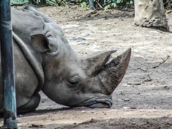 White Rhino Resting Zoo Summer — Stockfoto