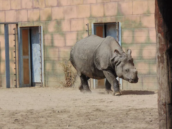 Indian Rhinoceros Zoo Summer — Stock Photo, Image