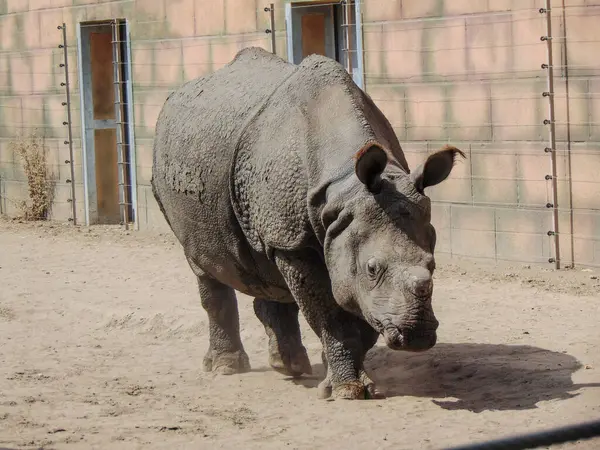 Indian Rhinoceros Zoo Summer — Stockfoto