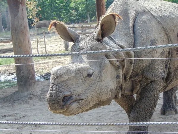 Ινδός Ρινόκερος Στο Ζωολογικό Κήπο Καλοκαίρι — Φωτογραφία Αρχείου