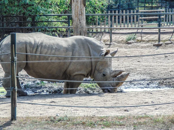 Белый Носорог Зоопарке Летом — стоковое фото
