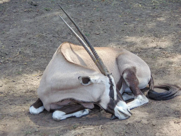 Oryx Antelope Sits Ground Summer — Foto de Stock