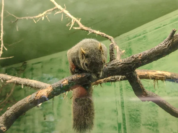 Белка Паллады Callosciurus Erythraeus Деревянной Ветке — стоковое фото