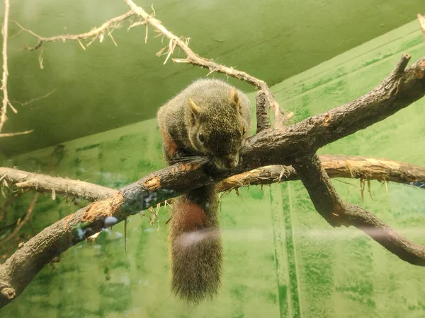Pallas Squirrel Callosciurus Erythraeus Wooden Branch — Stockfoto
