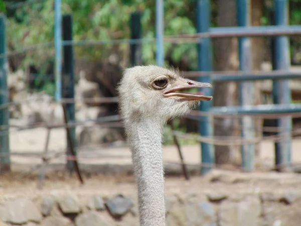 Head Ostrich Ostrich Closeup — Stockfoto