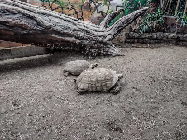 Two African Spurred Tortoise Ground — Stock fotografie
