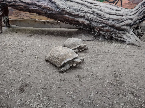 Two African Spurred Tortoise Ground — Stock fotografie