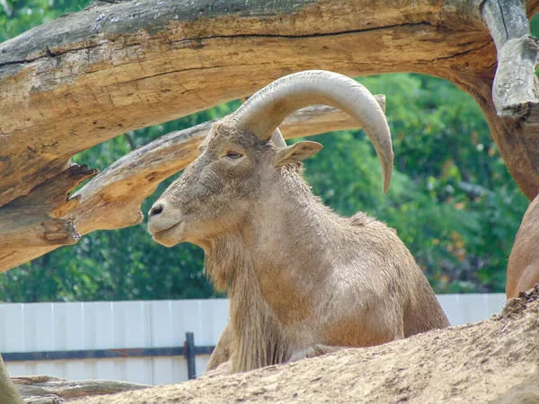 Barbary Sheep Ammotragus Lervia Zoo —  Fotos de Stock