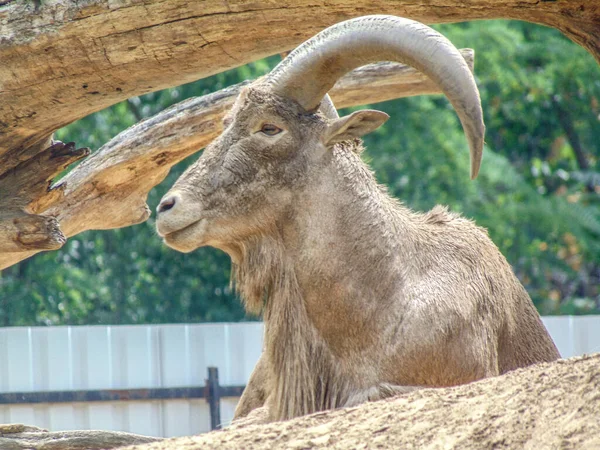 Barbary Πρόβατα Ammotragus Lervia Στο Ζωολογικό Κήπο — Φωτογραφία Αρχείου