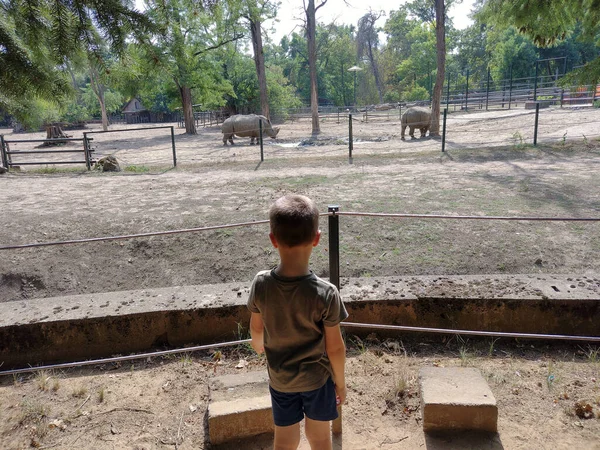 Boy Looks Two Rhinos Zoo Child Zoo — Stockfoto