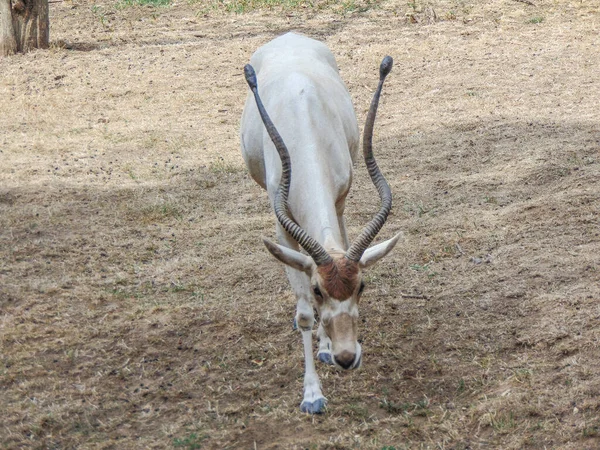 Addax Antelope Addax Nasomaculatus Зоопарку — стокове фото