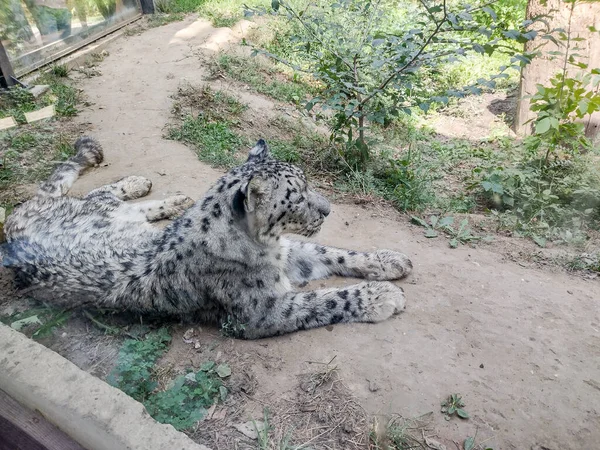 Snow Leopard Sits Ground Zoo — Stok fotoğraf