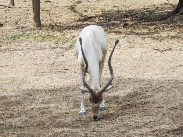 Addax Antelope Addax Nasomaculatus Зоопарку — стокове фото