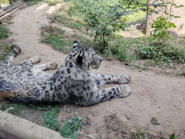 Snow Leopard Sits Ground Zoo — 스톡 사진