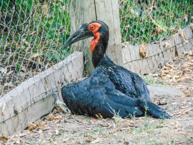 Southern ground hornbill at the zoo. Carnivorous bird