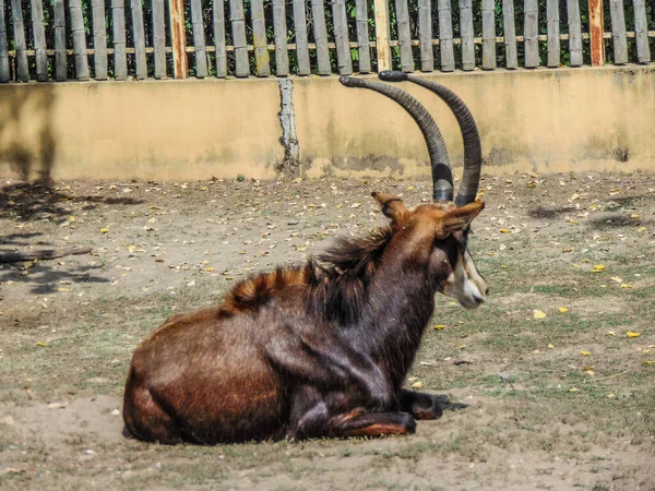 Sable Antelope Standing Ground Summer —  Fotos de Stock