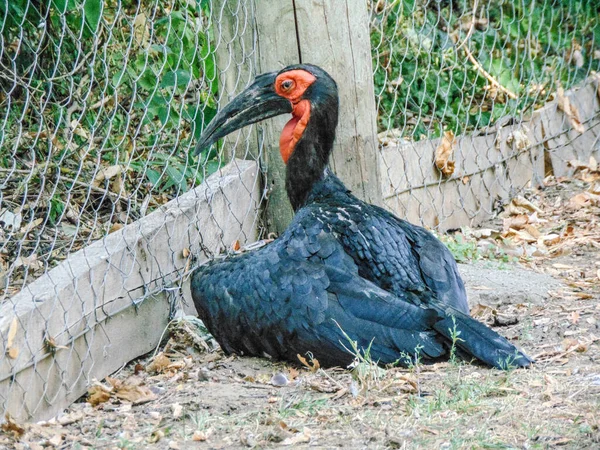 Southern Ground Hornbill Zoo Carnivorous Bird — Stockfoto