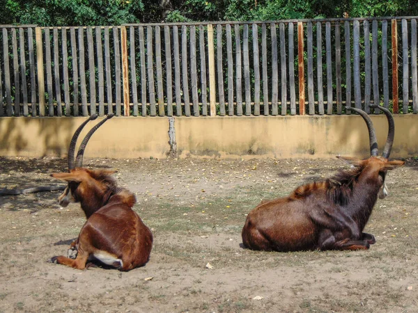 Two Sable Antelopes Standing Ground — Stock fotografie