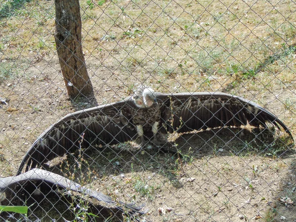 Ruppell Bald Eagle Zoo — 스톡 사진