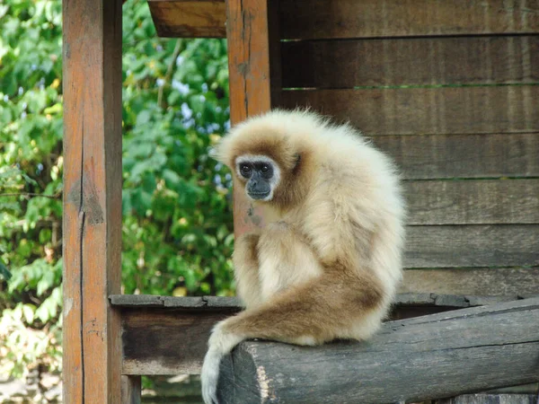 Lar Gibbon Hylobates Lar Moneky Zoo — Fotografia de Stock