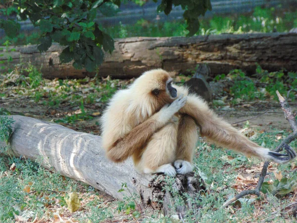 Lar Gibbon Hylobates Lar Moneky Zoo — Fotografia de Stock