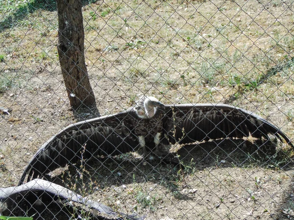 Лысый Орлан Руппелла Зоопарке — стоковое фото