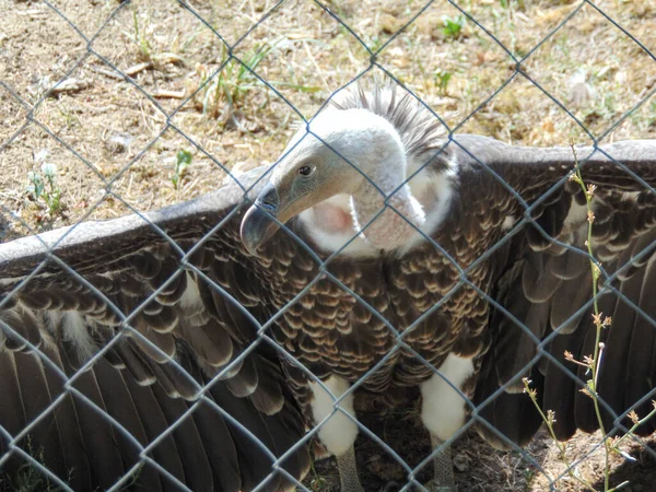 Ruppell Bald Eagle Zoo — Stok fotoğraf